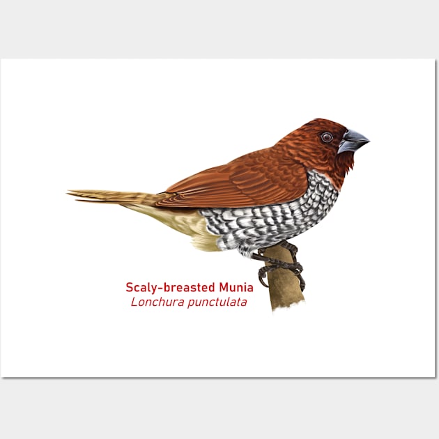 Scaly-breasted Munia | Lonchura punctulata Wall Art by bona 